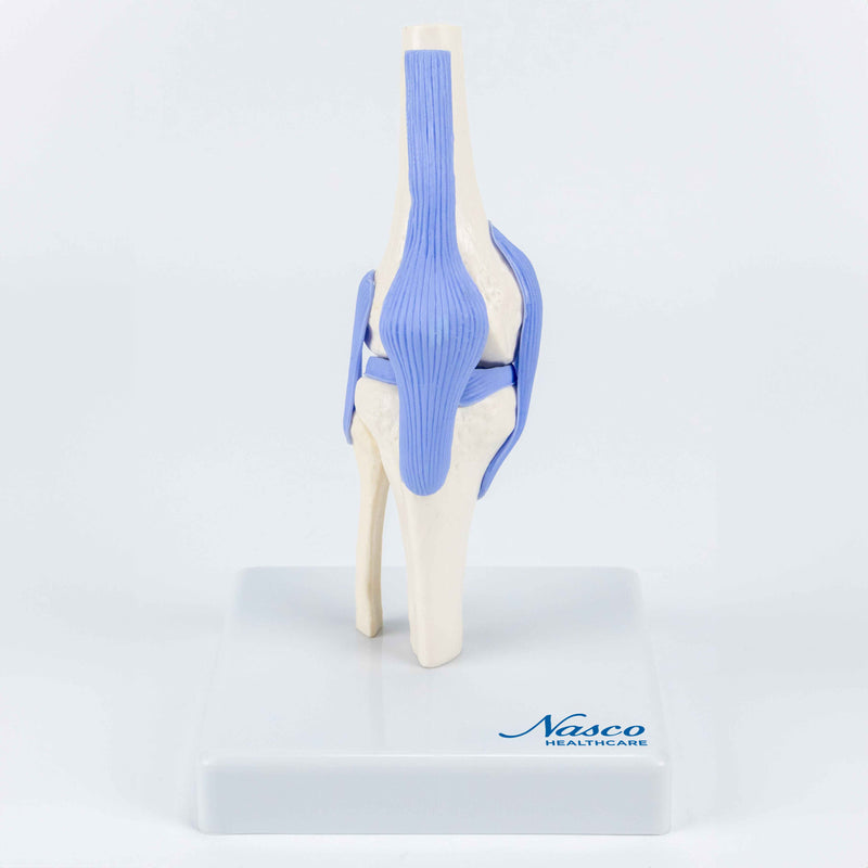 将图像加载到画廊查看器中,Mini-Knee Joint Model, Half-Size