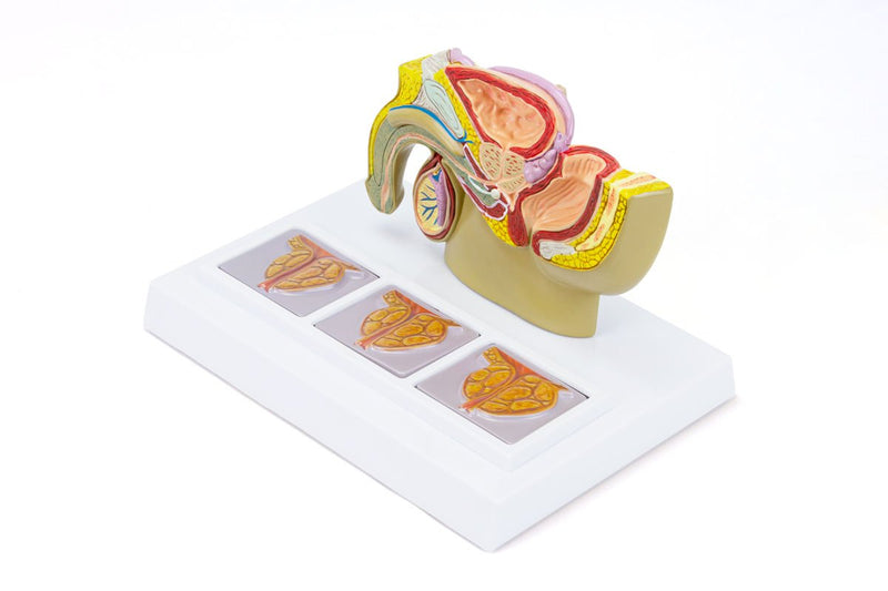 将图像加载到画廊查看器中,Male Pelvis with Prostate Model, Half-Size