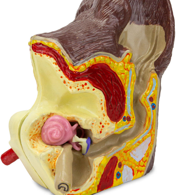 Tải hình ảnh vào trình xem Thư viện, Normal & Pathological Canine Ear Model