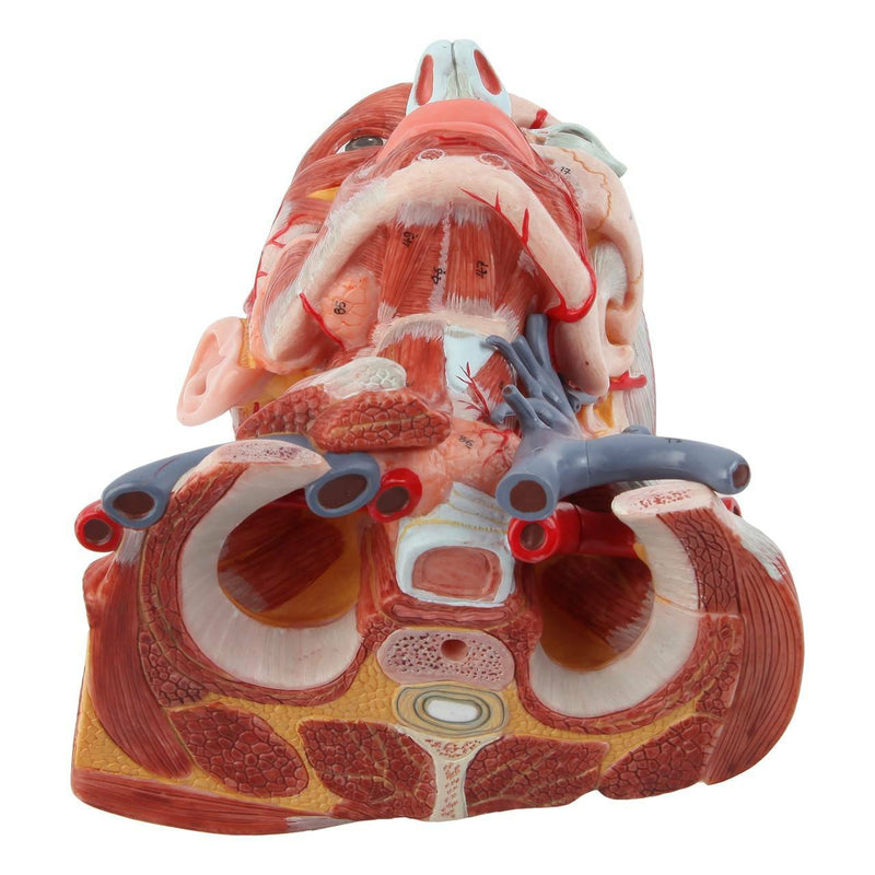 將圖像載入到圖庫檢視器中, Neck and Head Musculature Model, 10-Parts