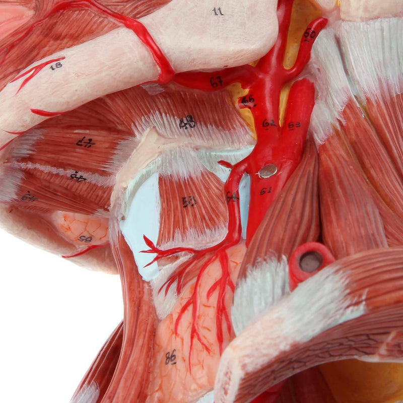 將圖像載入到圖庫檢視器中, Neck and Head Musculature Model, 10-Parts