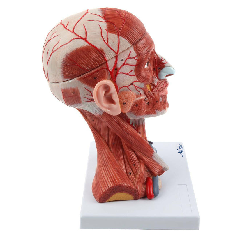 將圖像載入到圖庫檢視器中, Neck and Head Musculature Model, 10-Parts