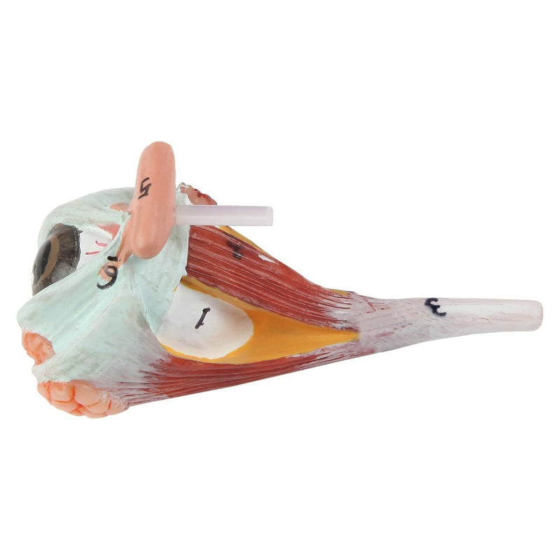 將圖像載入到圖庫檢視器中, Neck and Head Musculature Model, 10-Parts