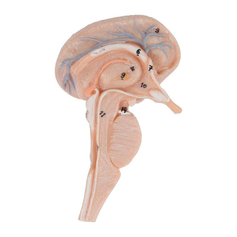 將圖像載入到圖庫檢視器中, Neck and Head Musculature Model, 10-Parts