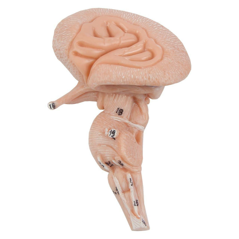 將圖像載入到圖庫檢視器中, Neck and Head Musculature Model, 10-Parts