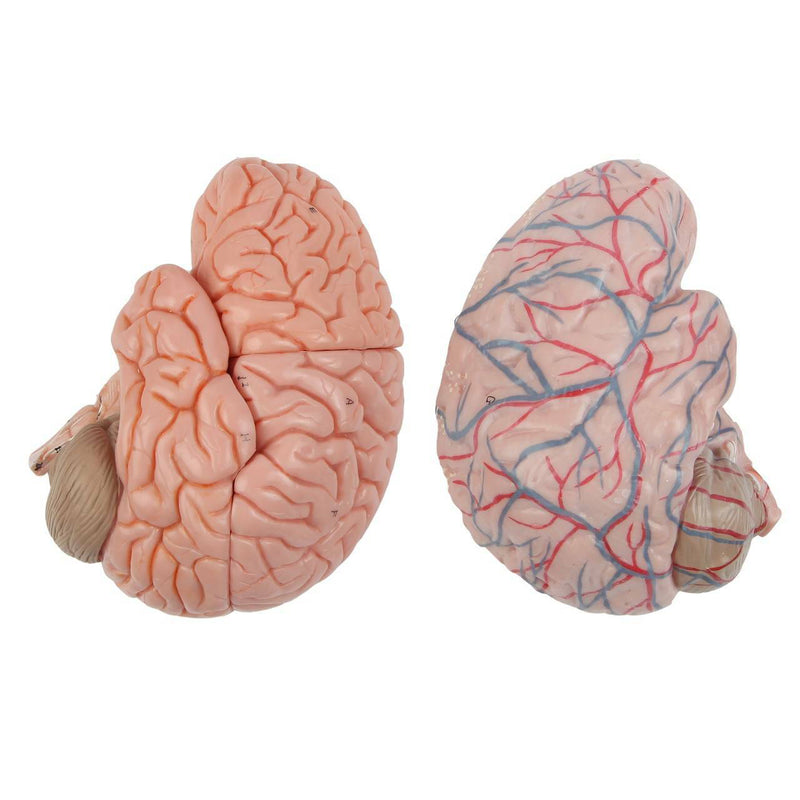 將圖像載入到圖庫檢視器中, Neck and Head Musculature Model, 10-Parts