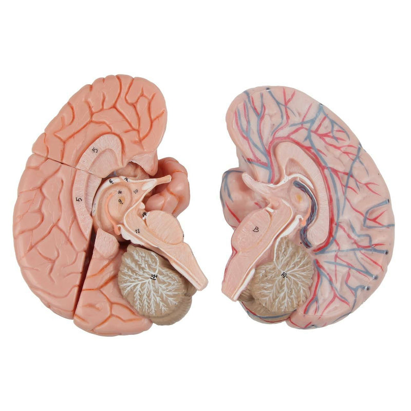 將圖像載入到圖庫檢視器中, Neck and Head Musculature Model, 10-Parts