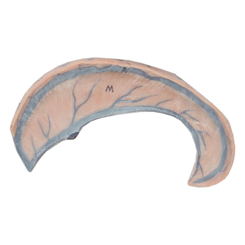 將圖像載入到圖庫檢視器中, Neck and Head Musculature Model, 10-Parts