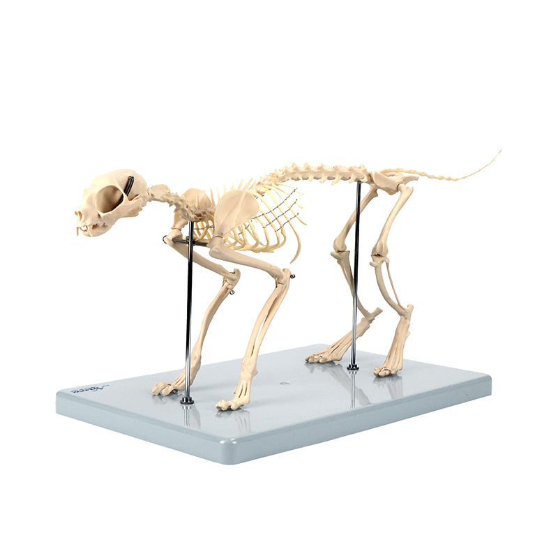 Load image into Gallery viewer, Cat Skeleton Model