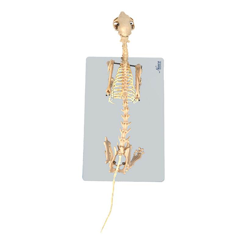Load image into Gallery viewer, Cat Skeleton Model
