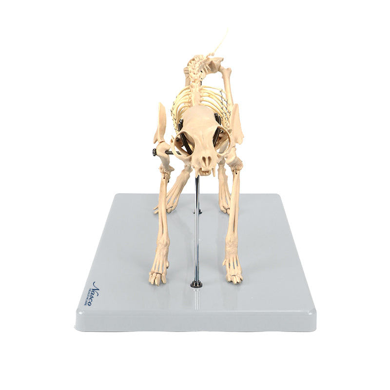 Load image into Gallery viewer, Cat Skeleton Model