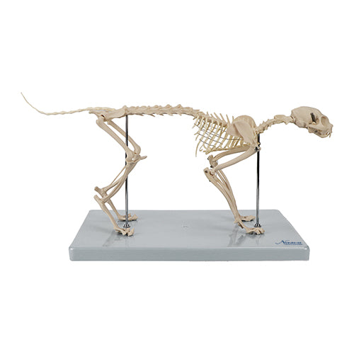 Load image into Gallery viewer, Cat Skeleton Model