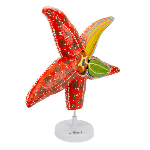 Load image into Gallery viewer, Sea Star Anatomy Model, 4X Enlarged