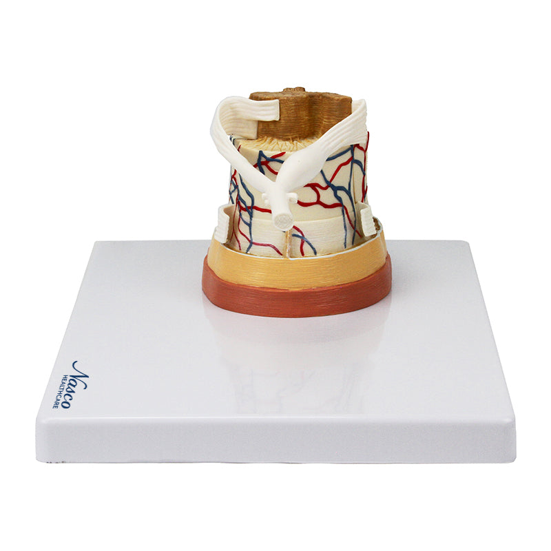 Load image into Gallery viewer, Spinal Cord with Nerve Endings, 6X Enlarged