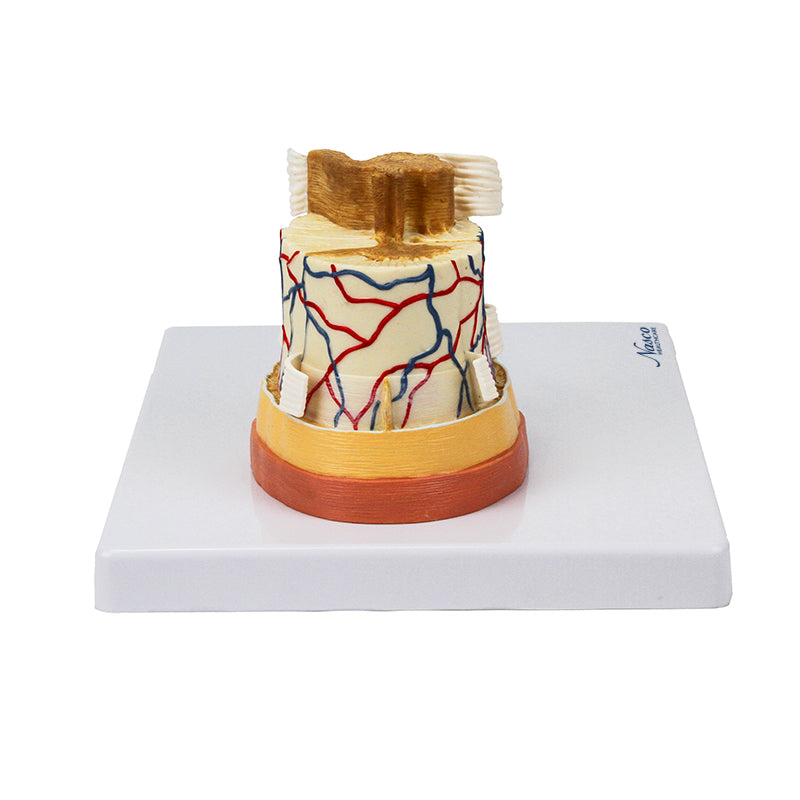 Load image into Gallery viewer, Spinal Cord with Nerve Endings, 6X Enlarged