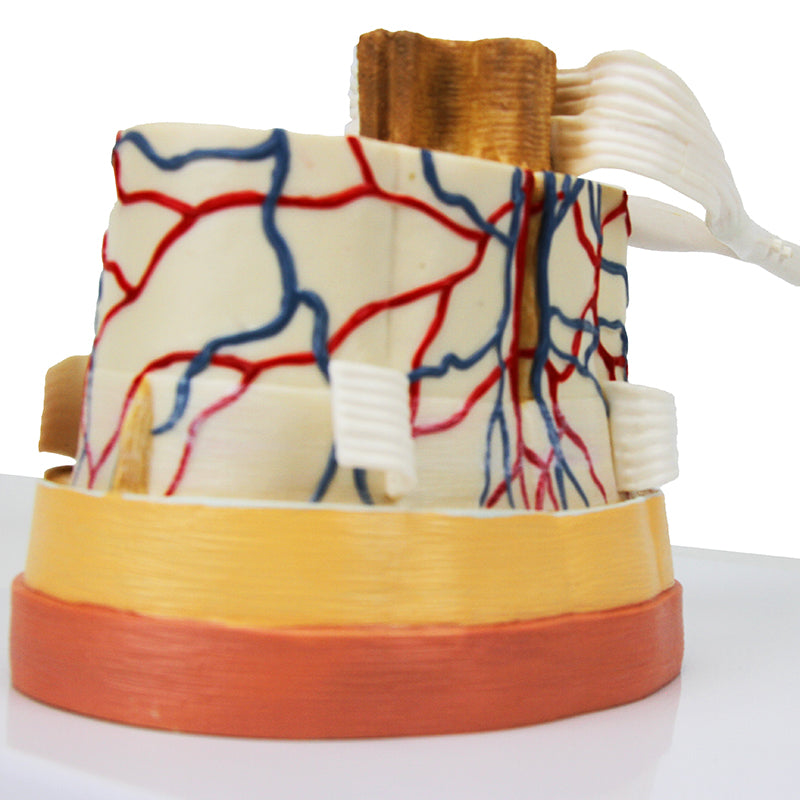 Load image into Gallery viewer, Spinal Cord with Nerve Endings, 6X Enlarged