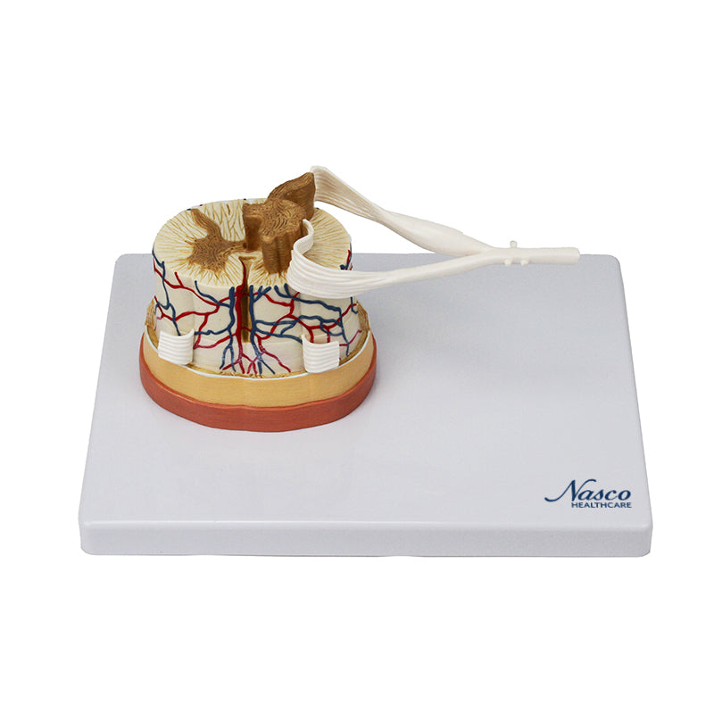 Load image into Gallery viewer, Spinal Cord with Nerve Endings, 6X Enlarged