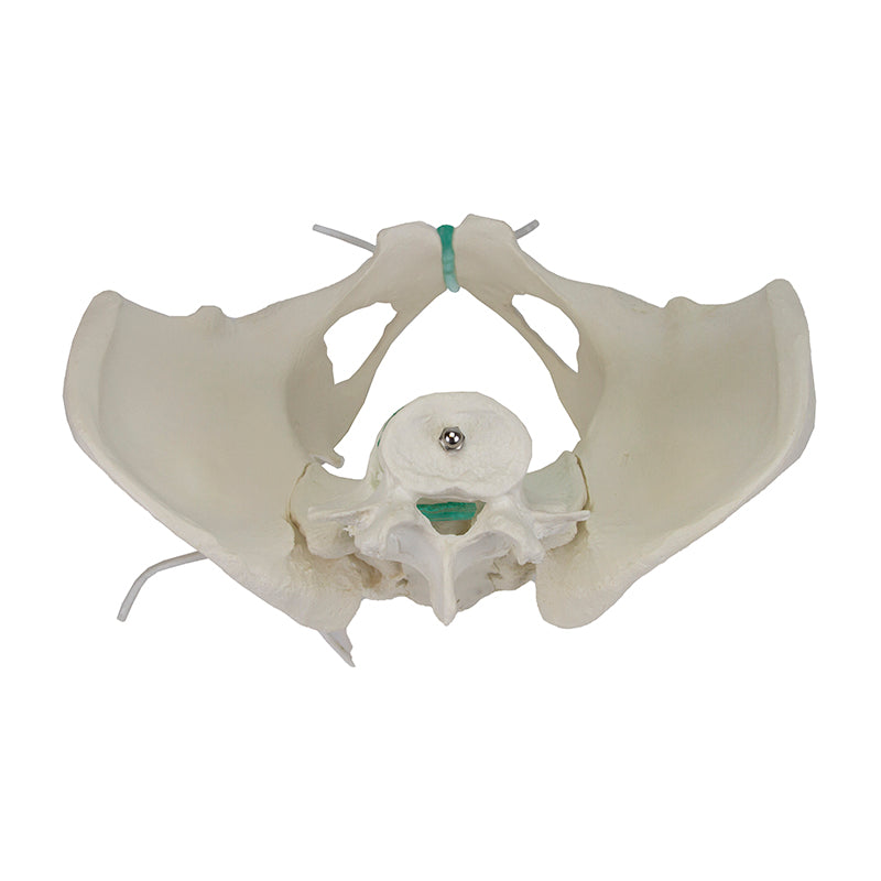 Load image into Gallery viewer, Flexible Female Pelvic Skeleton with Lumbar Vertebrae Model