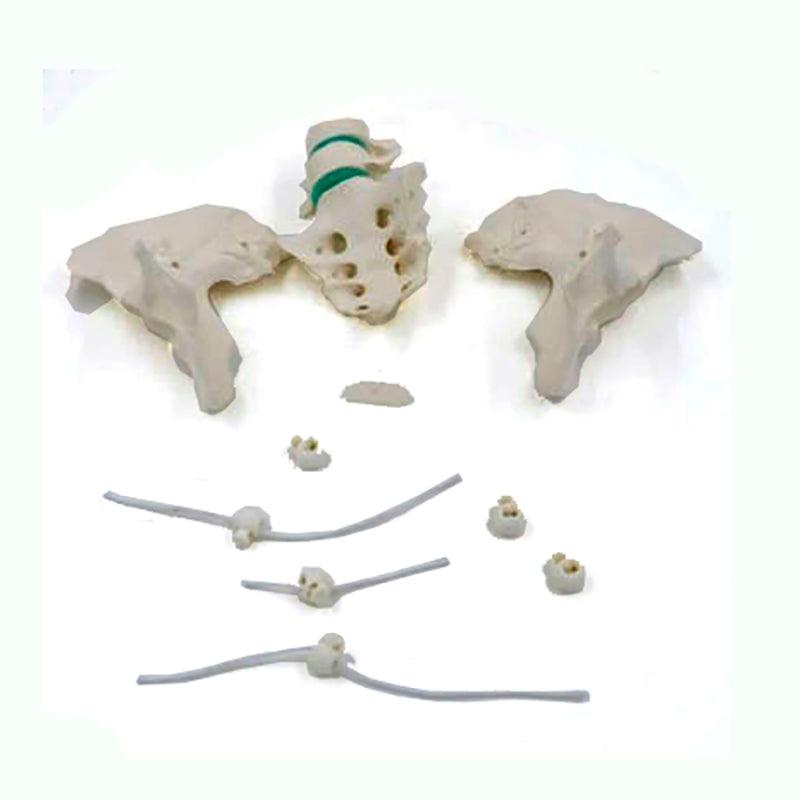 Load image into Gallery viewer, Flexible Female Pelvic Skeleton with Lumbar Vertebrae Model