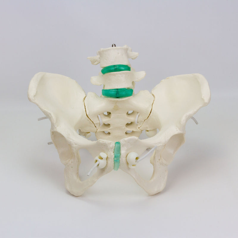 Load image into Gallery viewer, Flexible Female Pelvic Skeleton with Lumbar Vertebrae Model