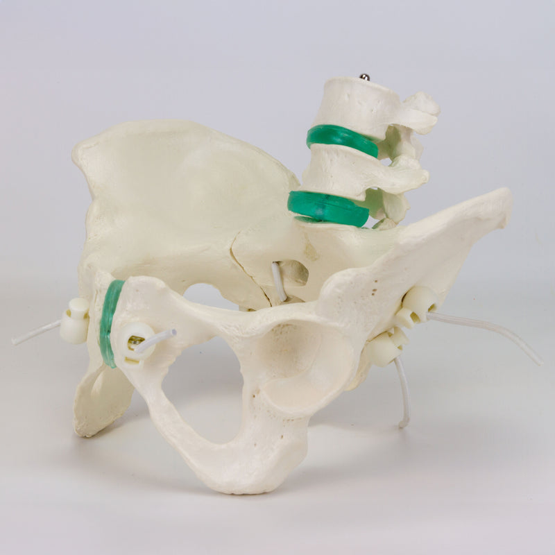 Load image into Gallery viewer, Flexible Female Pelvic Skeleton with Lumbar Vertebrae Model