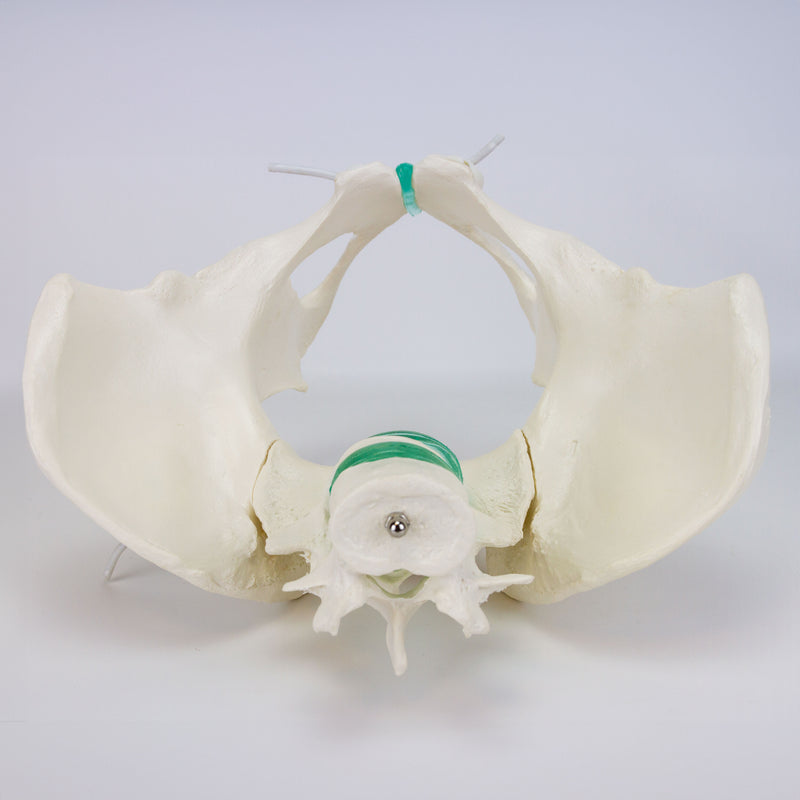 Load image into Gallery viewer, Flexible Female Pelvic Skeleton with Lumbar Vertebrae Model