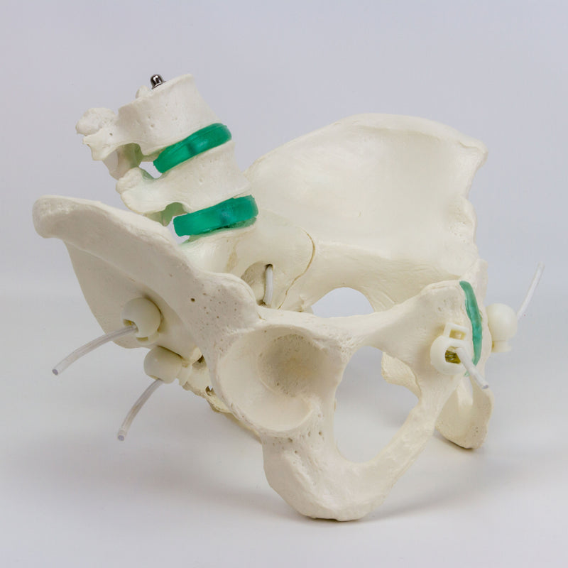 Load image into Gallery viewer, Flexible Female Pelvic Skeleton with Lumbar Vertebrae Model