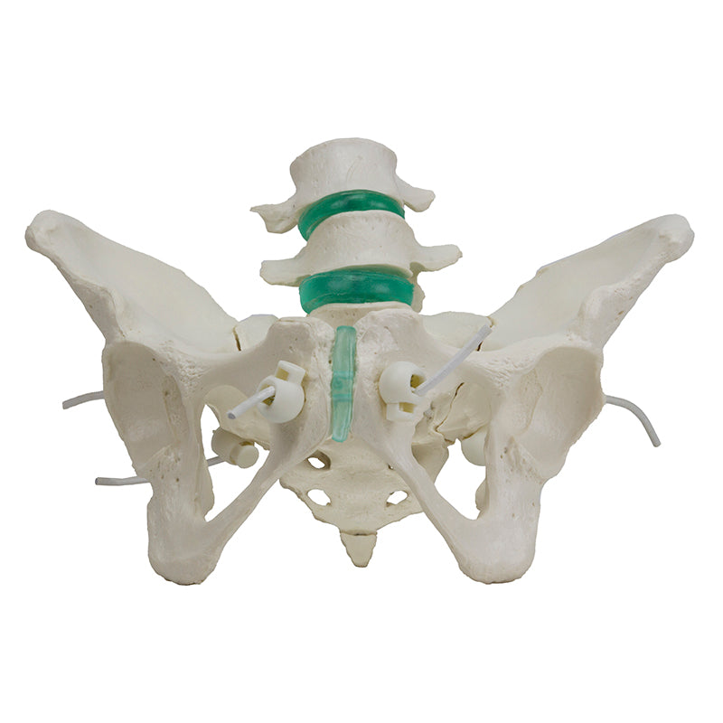 Load image into Gallery viewer, Flexible Female Pelvic Skeleton with Lumbar Vertebrae Model
