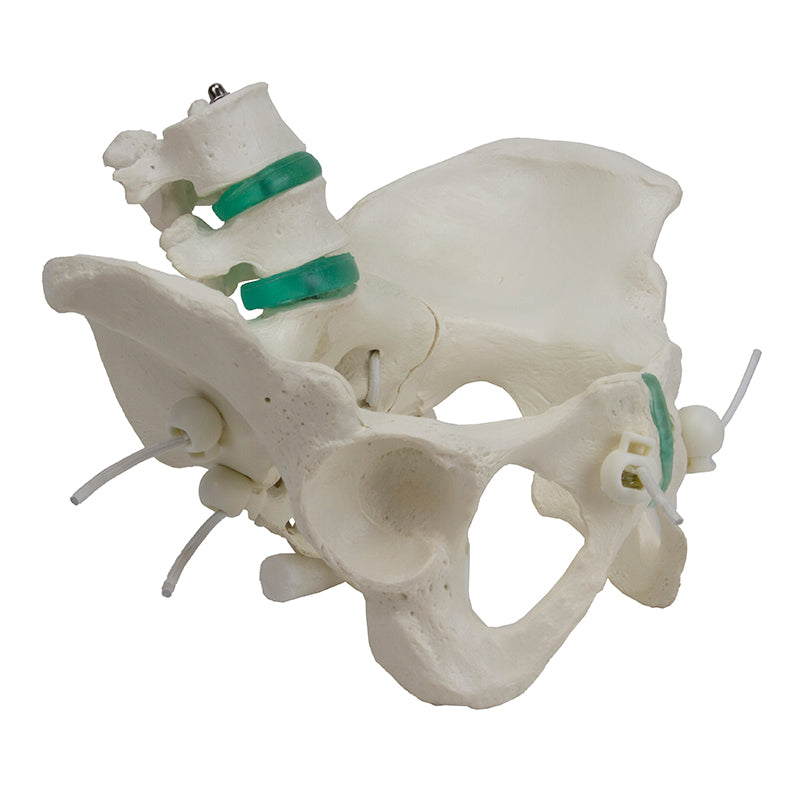 Load image into Gallery viewer, Flexible Female Pelvic Skeleton with Lumbar Vertebrae Model