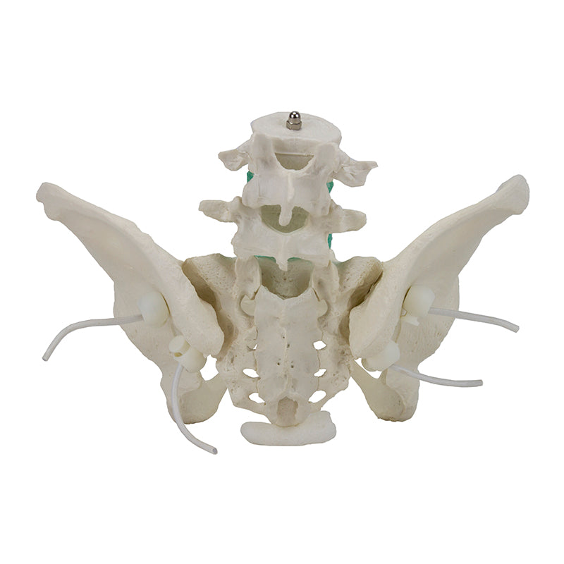 Load image into Gallery viewer, Flexible Female Pelvic Skeleton with Lumbar Vertebrae Model