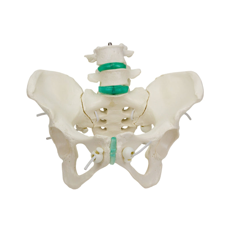 Load image into Gallery viewer, Flexible Female Pelvic Skeleton with Lumbar Vertebrae Model