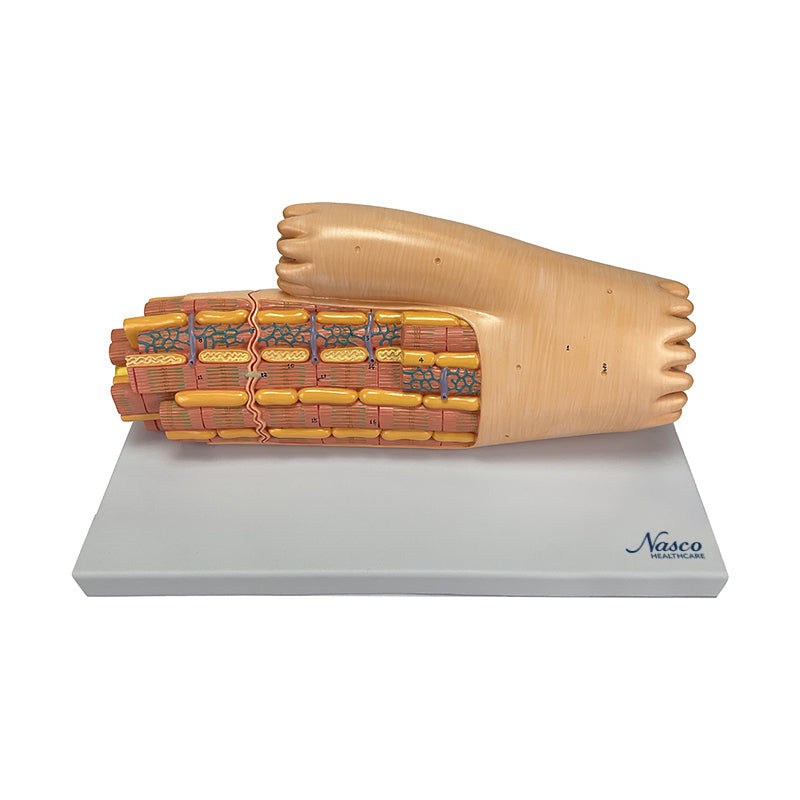 將圖像載入到圖庫檢視器中, Micro-Anatomy Cardiac Muscle Fiber Model, Enlarged
