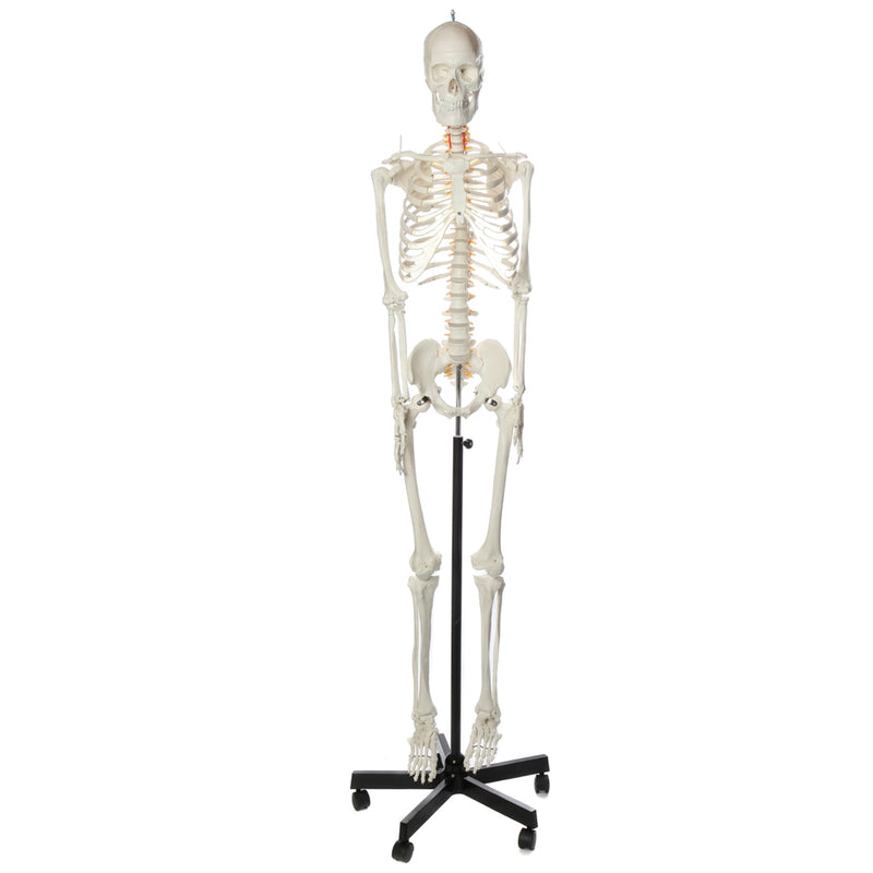 Load image into Gallery viewer, Flexible Adult Skeleton, Mounted