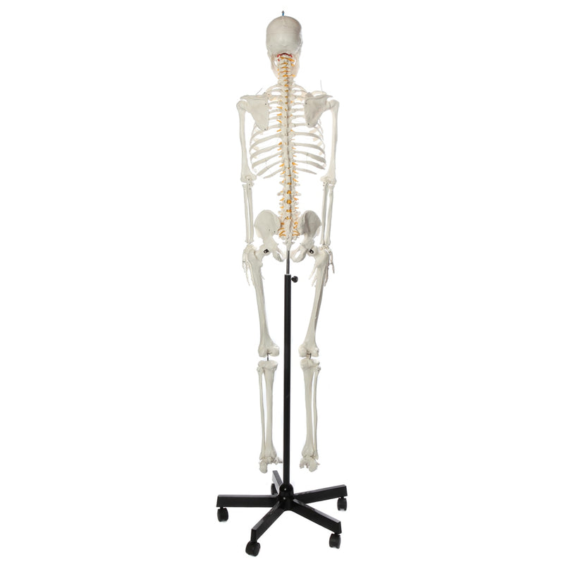 Load image into Gallery viewer, Flexible Adult Skeleton, Mounted