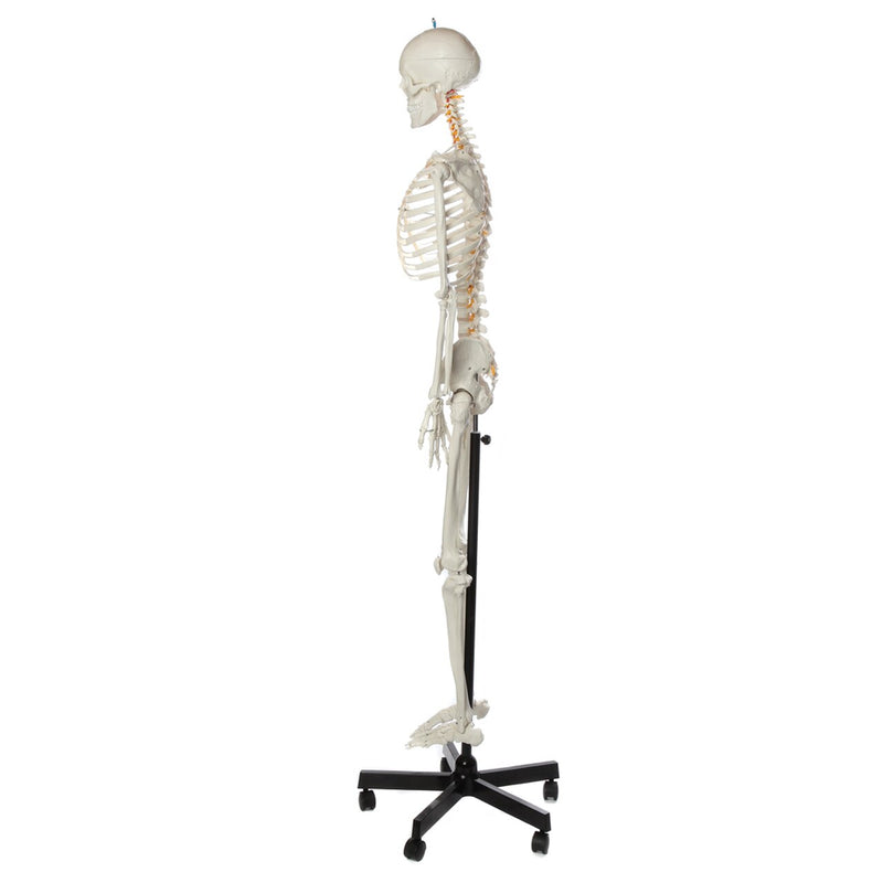 Load image into Gallery viewer, Flexible Adult Skeleton, Mounted