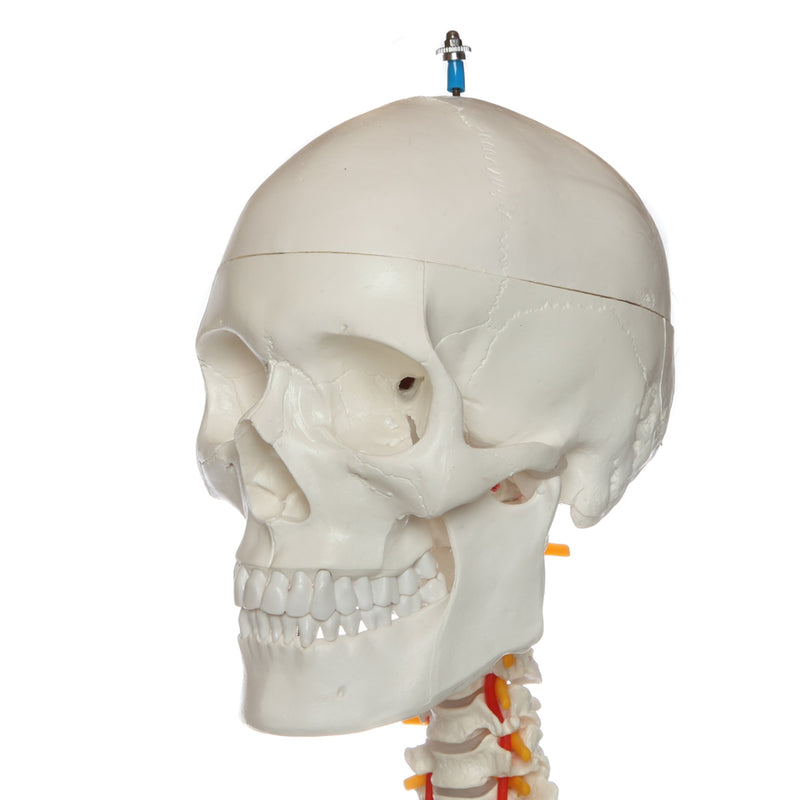 Load image into Gallery viewer, Flexible Adult Skeleton, Mounted
