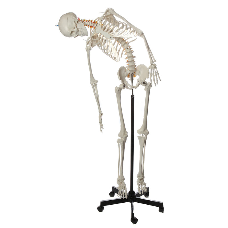 Load image into Gallery viewer, Flexible Adult Skeleton, Mounted