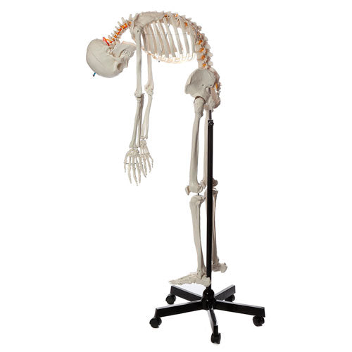 Load image into Gallery viewer, Flexible Adult Skeleton, Mounted