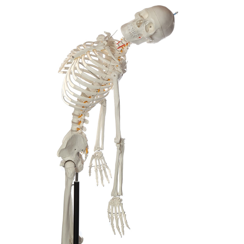 Load image into Gallery viewer, Flexible Adult Skeleton, Mounted