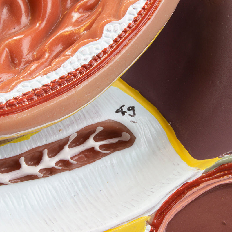 Load image into Gallery viewer, Digestive System Model, 2 Parts