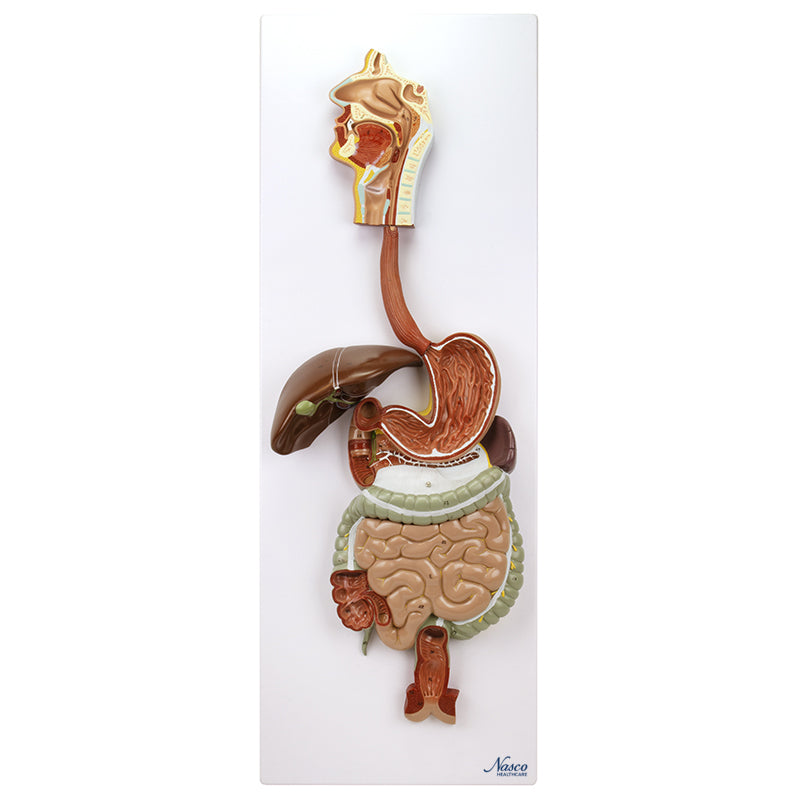Load image into Gallery viewer, Digestive System Model, 2 Parts
