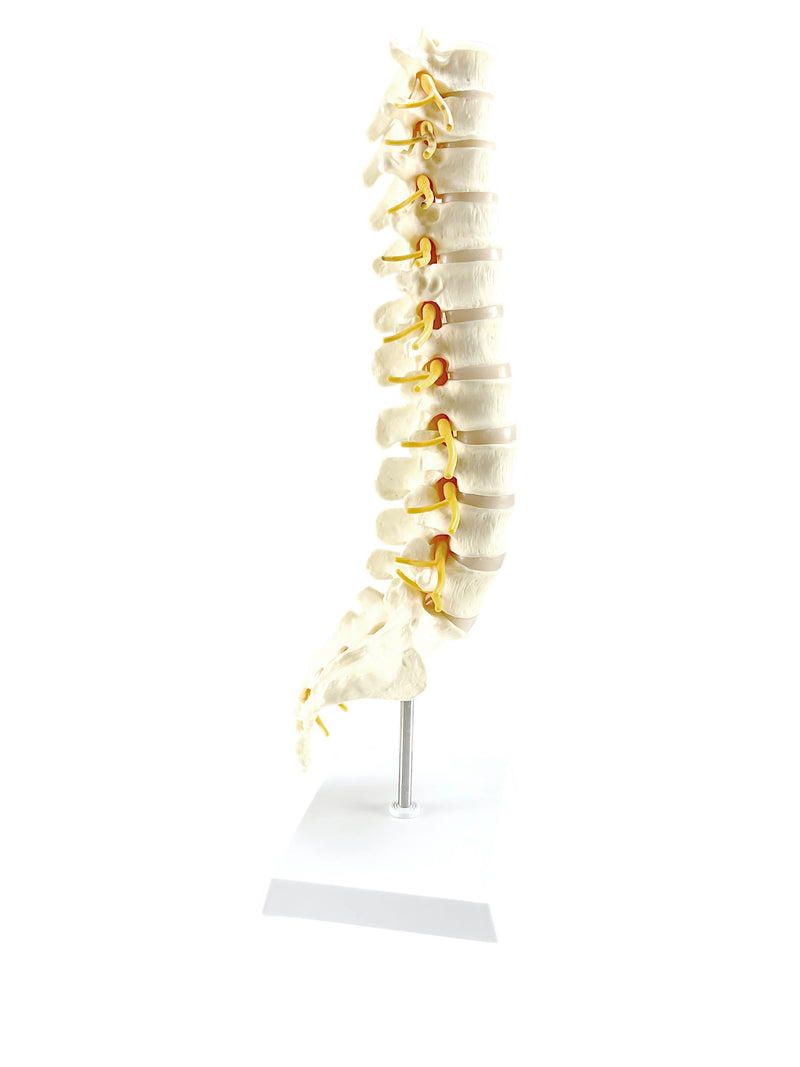 Load image into Gallery viewer, Vertebrae and Sacrum T8 Spine Model