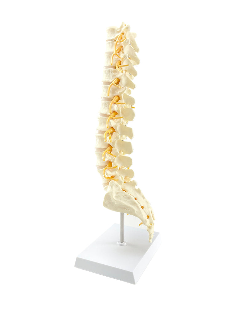 Load image into Gallery viewer, Vertebrae and Sacrum T8 Spine Model