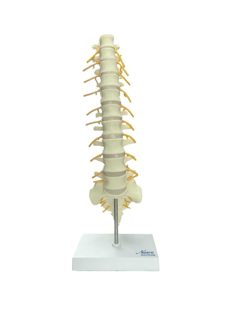 Load image into Gallery viewer, Vertebrae and Sacrum T8 Spine Model