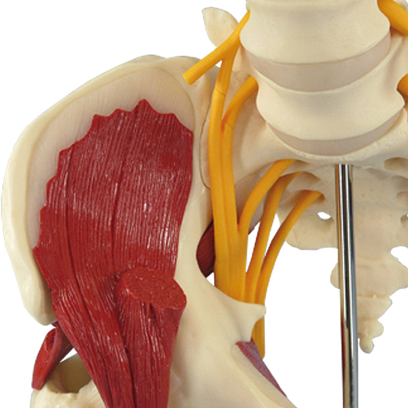 Load image into Gallery viewer, Hip with Muscles and Sciatic Nerve Model