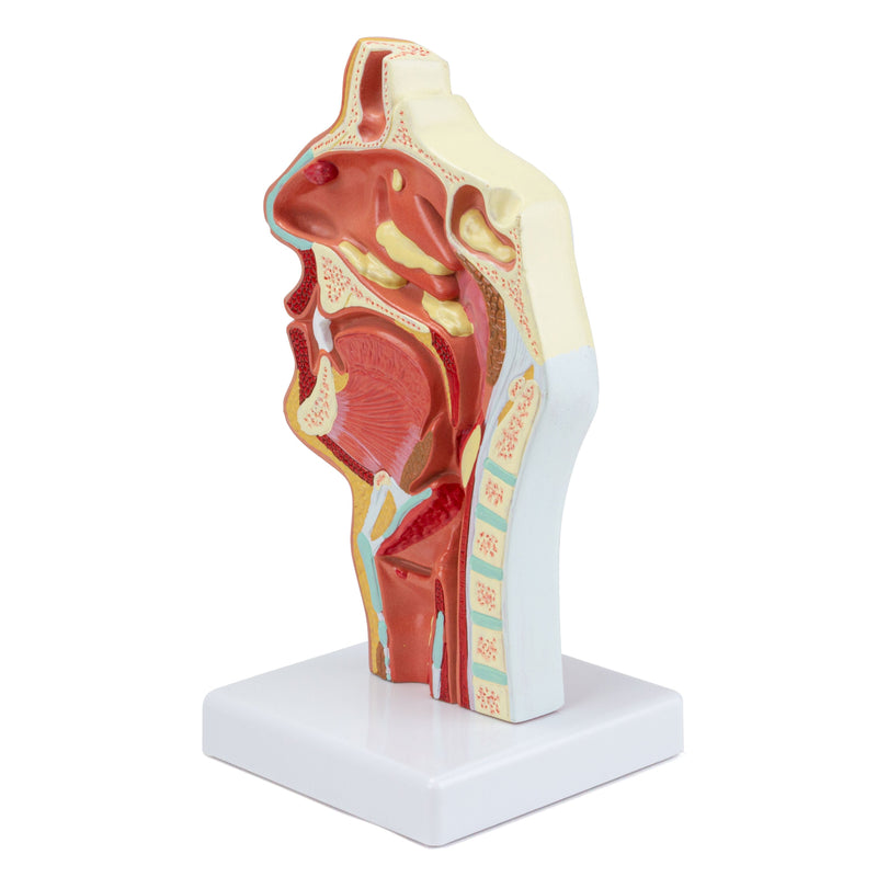將圖像載入到圖庫檢視器中, Nasal & Oral Cross Section with Pathology Model