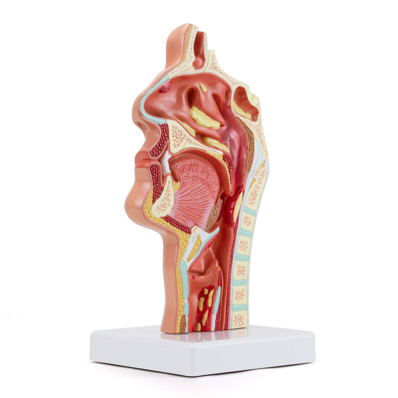 將圖像載入到圖庫檢視器中, Nasal & Oral Cross Section with Pathology Model