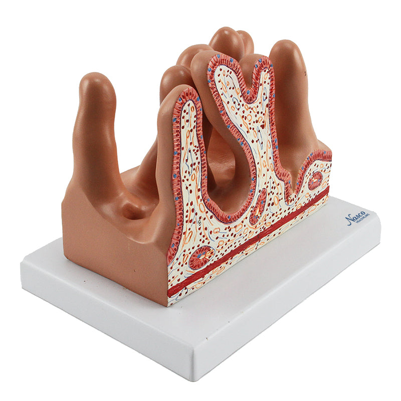 將圖像載入到圖庫檢視器中, Micro Anatomy Intestinal Villus Model, 400X Enlarged