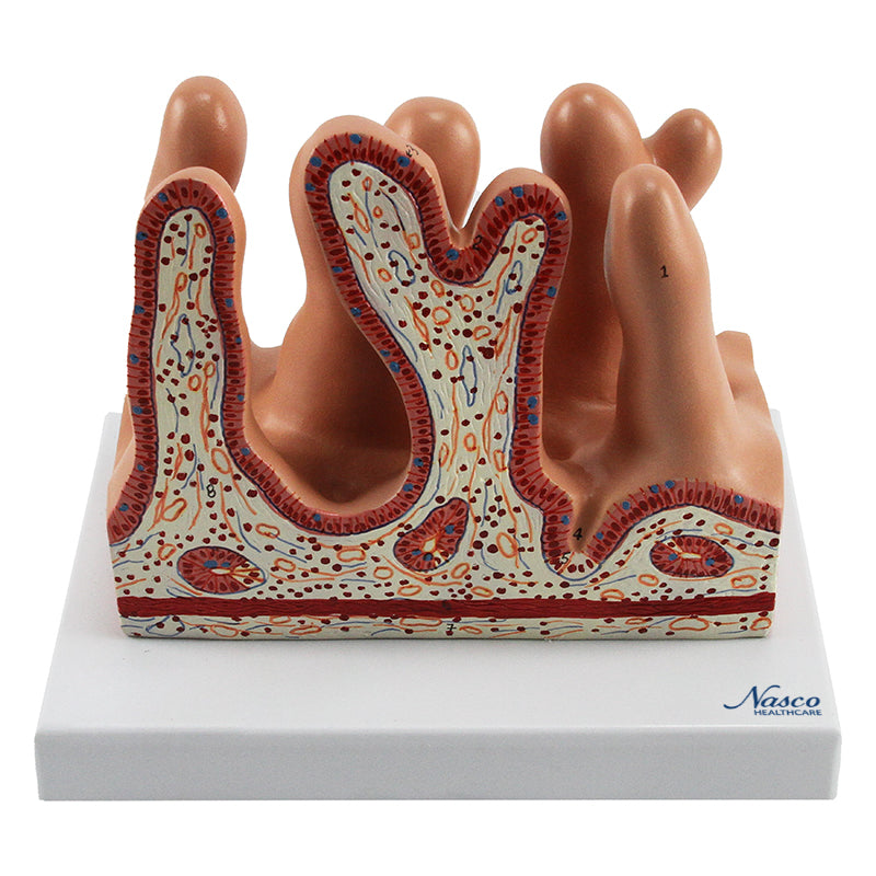 將圖像載入到圖庫檢視器中, Micro Anatomy Intestinal Villus Model, 400X Enlarged