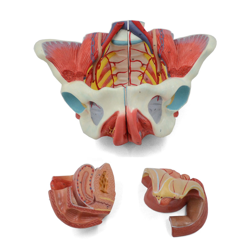 Load image into Gallery viewer, Female Pelvis with Ligaments, Muscles, & Nerves, 4 Parts